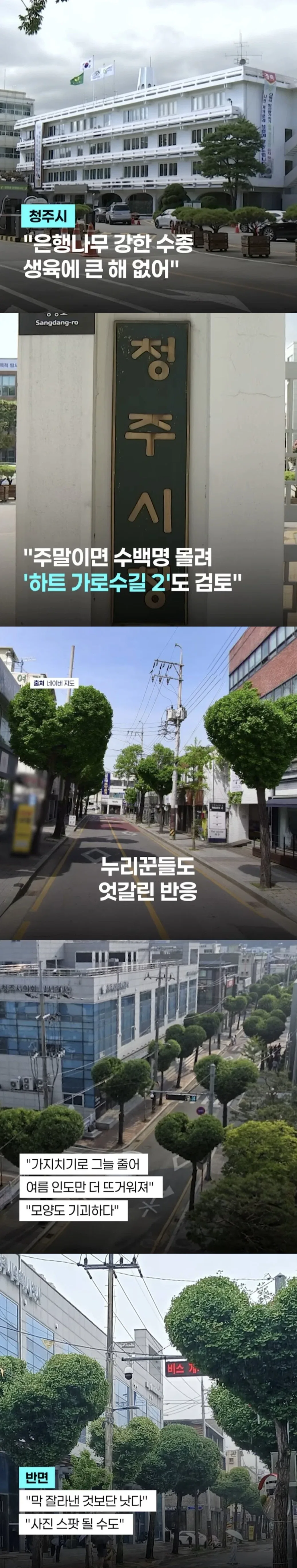 반응 갈린다는 청주 하트나무길.jpg