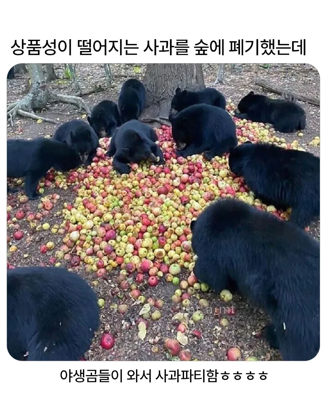 상품성 떨어지는 사과를 숲에 폐기했더니.jpg
