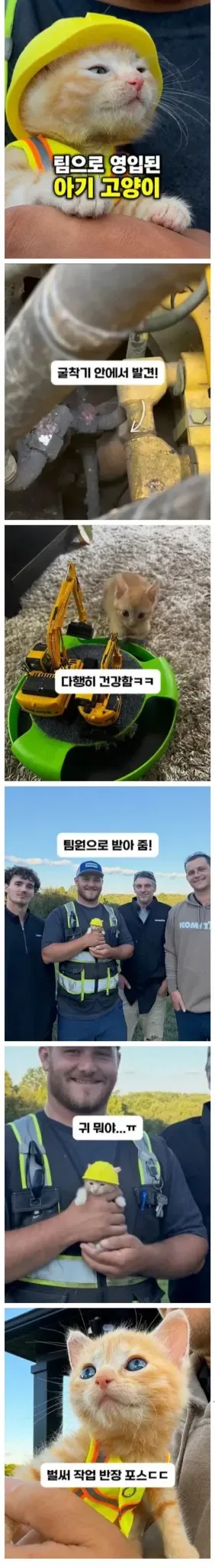 팀으로 영입된 아기 고양이