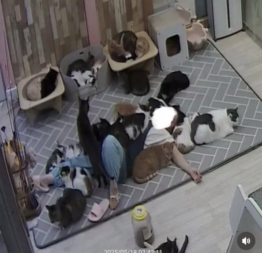 고양이 쉼터에서 6시간 잔사람 ㅋㅋㅋㅋㅋㅋㅋ