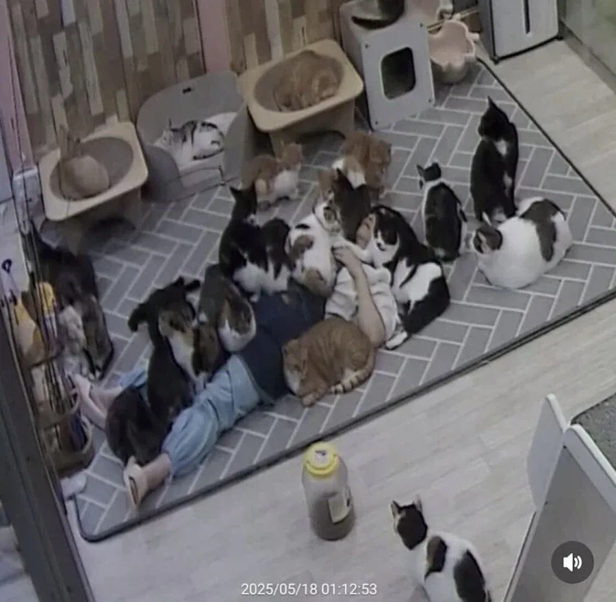 고양이 쉼터에서 6시간 잔사람 ㅋㅋㅋㅋㅋㅋㅋ