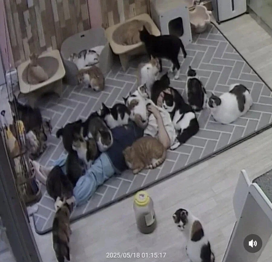고양이 쉼터에서 6시간 잔사람 ㅋㅋㅋㅋㅋㅋㅋ