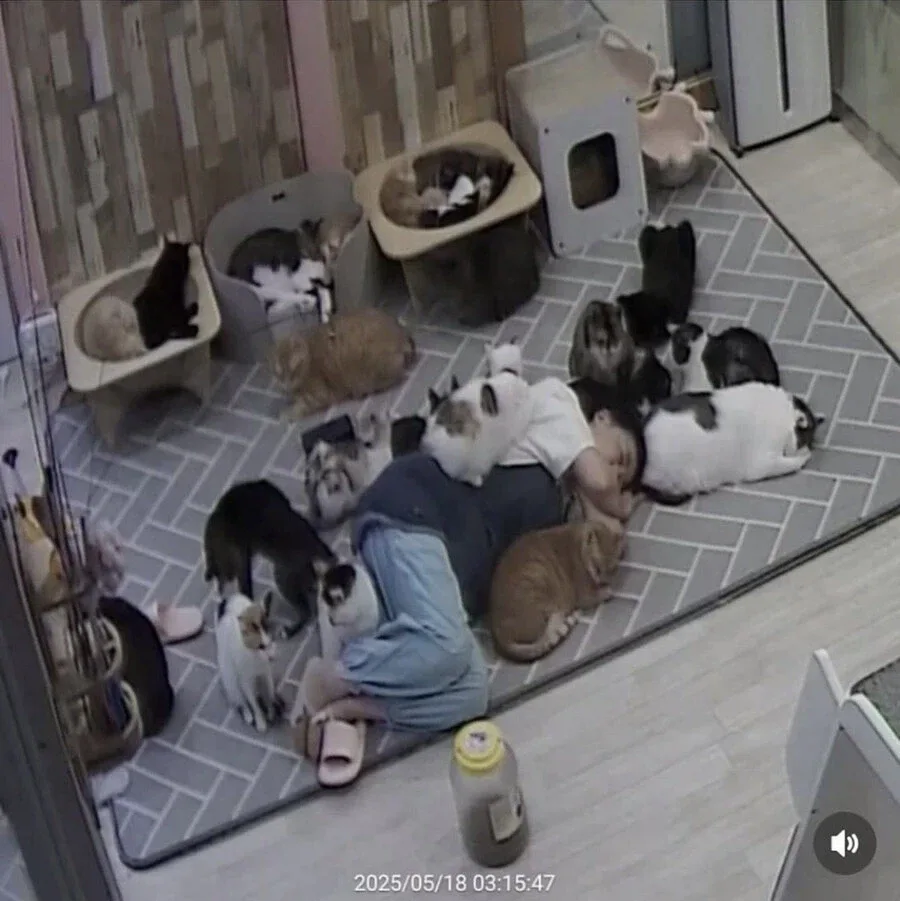 고양이 쉼터에서 6시간 잔사람 ㅋㅋㅋㅋㅋㅋㅋ