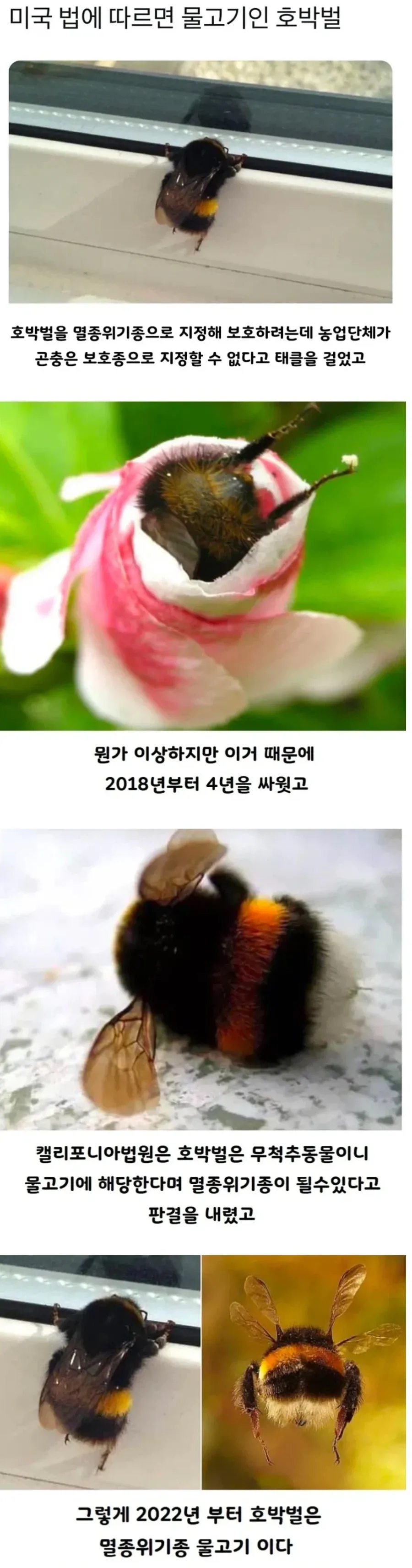 미국에서 물고기로 취급되는 호박벌