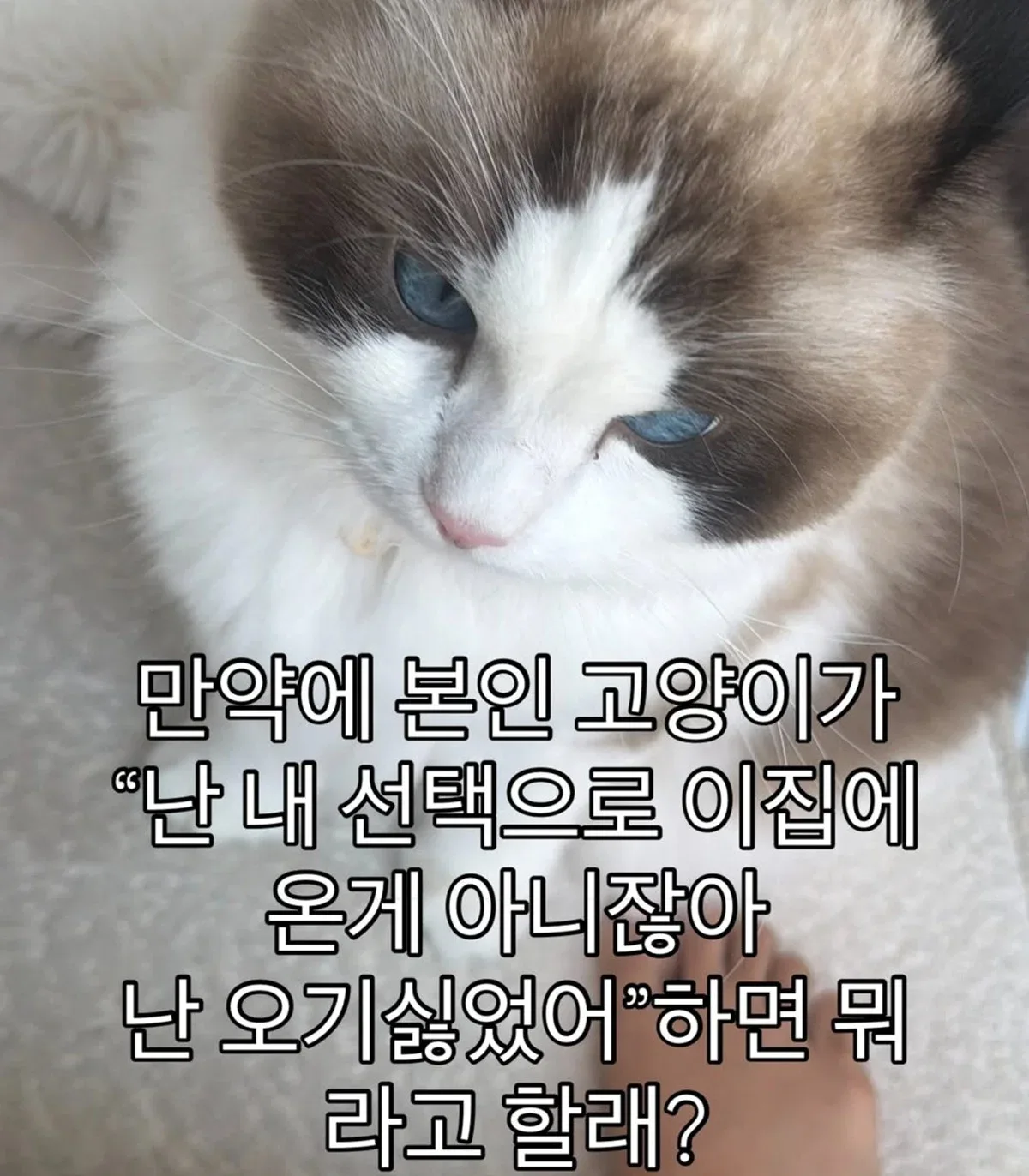 본인이 키우는 반려동물이 말을 하는데.. 이런 말을 했다면 뭐라 할래?