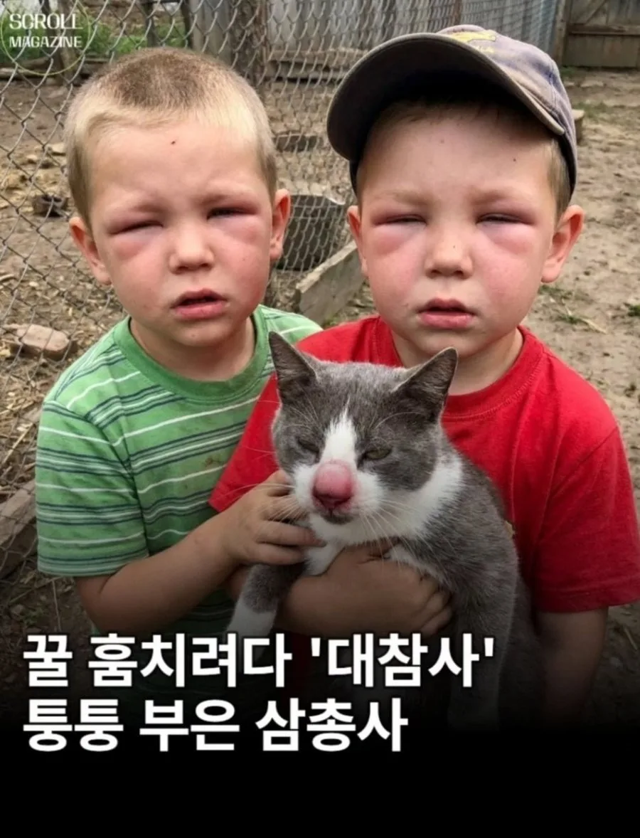 꿀 훔치려다 대참사