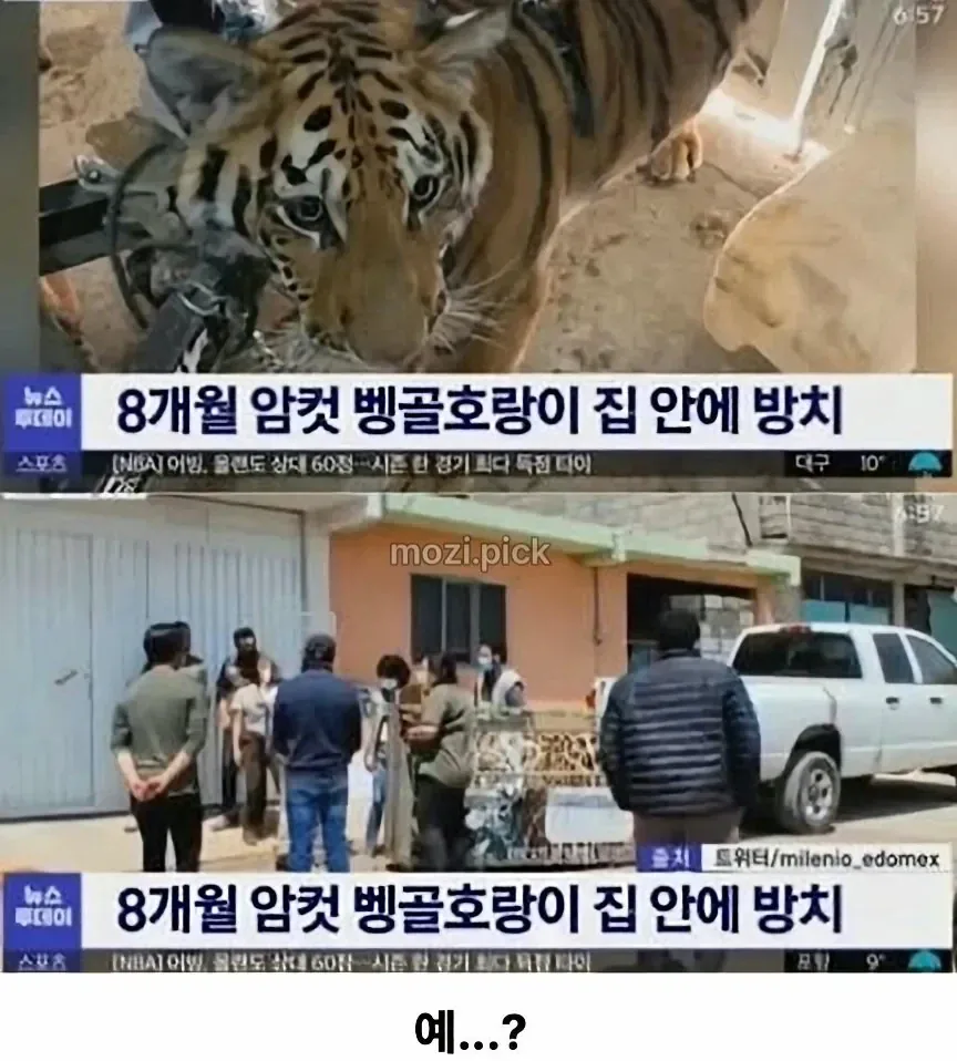 그림자 보고 집에 호랑이 있다고 신고.jpg