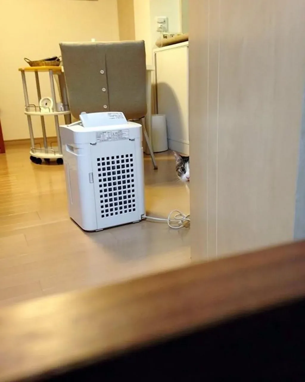결혼하면서 신랑이 데려온 고양이가 자꾸 절 훔쳐봐요