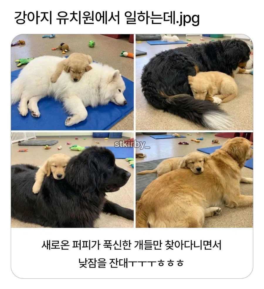 강아지 유치원에 새로운 신입