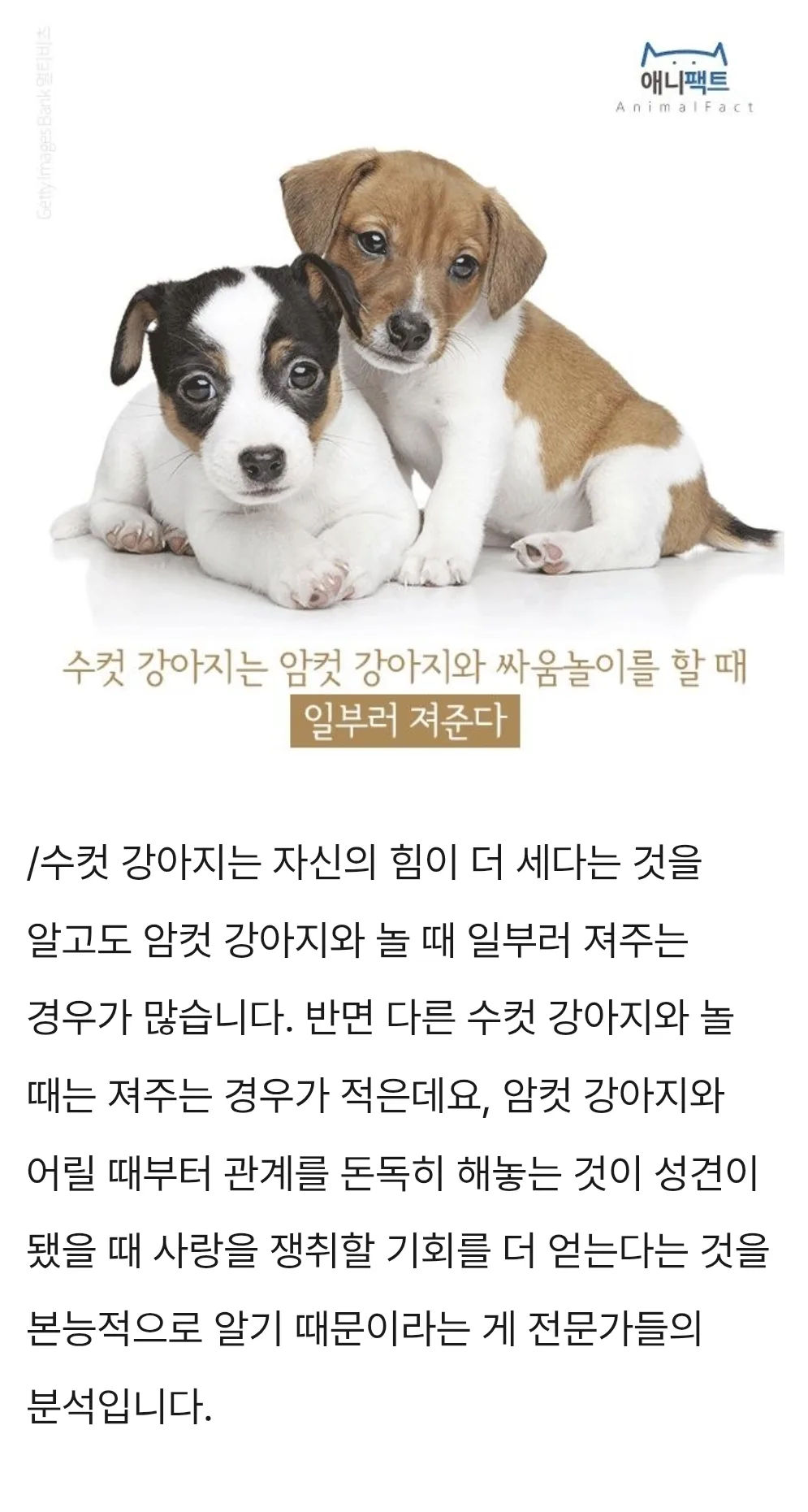수컷 강아지, 암컷 강아지와 놀때 일부러 '져준다'