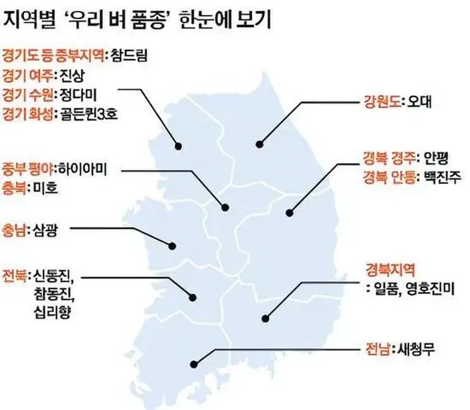 주요 쌀 품종 특징 비교