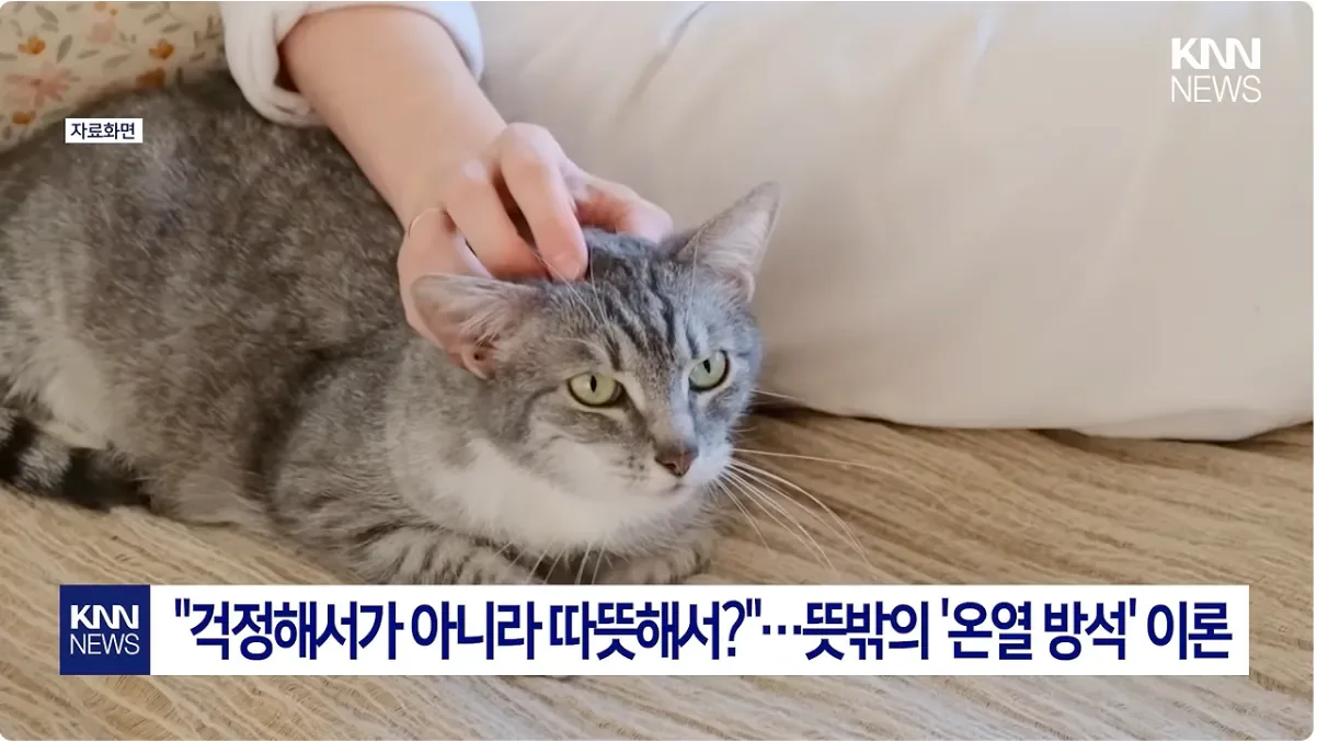 집사가 아프면 고양이가 곁에서 위로해주는 이유