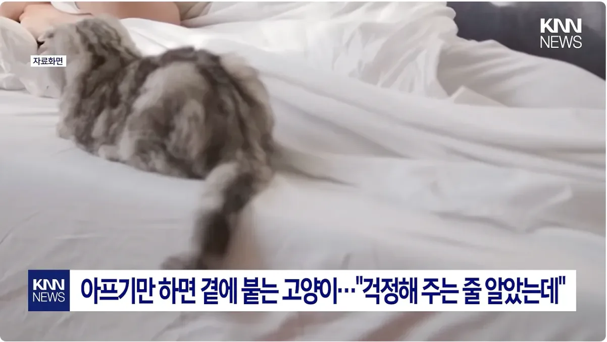 집사가 아프면 고양이가 곁에서 위로해주는 이유