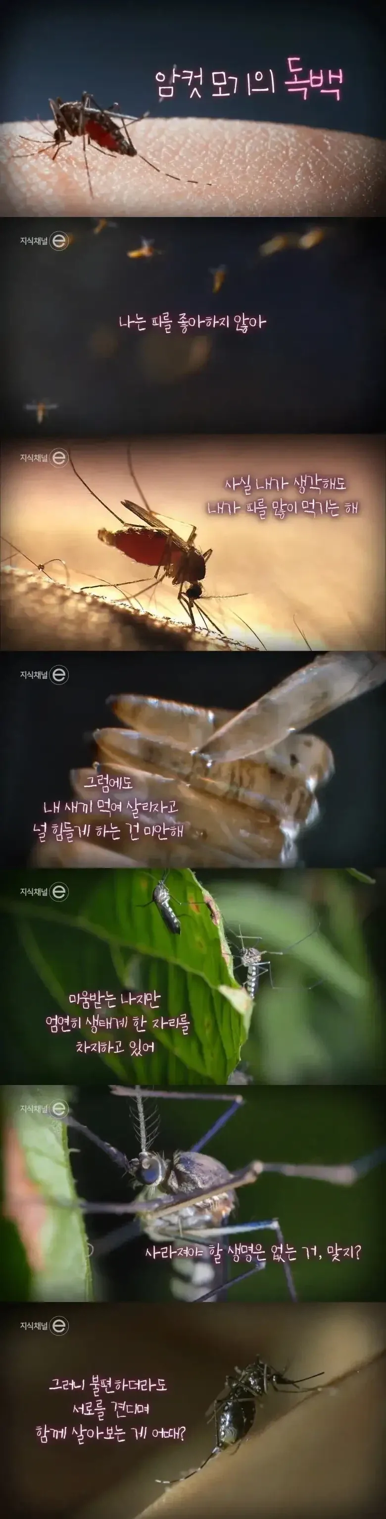 EBS에서 진행한 모기 인터뷰.jpg