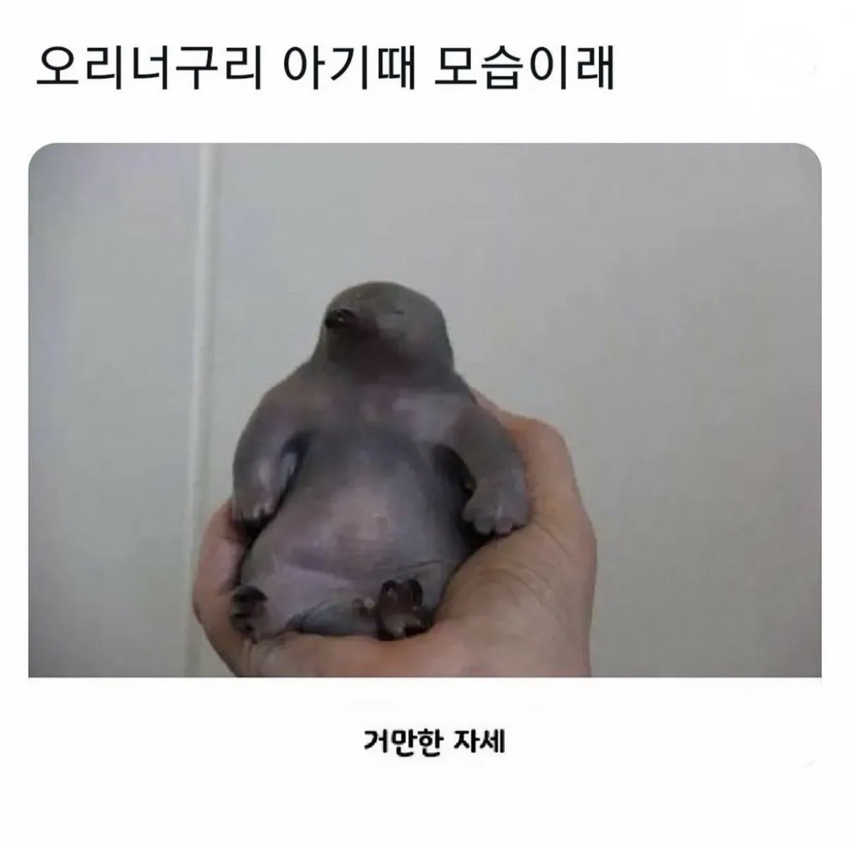 오리너구리 아기 때 모습