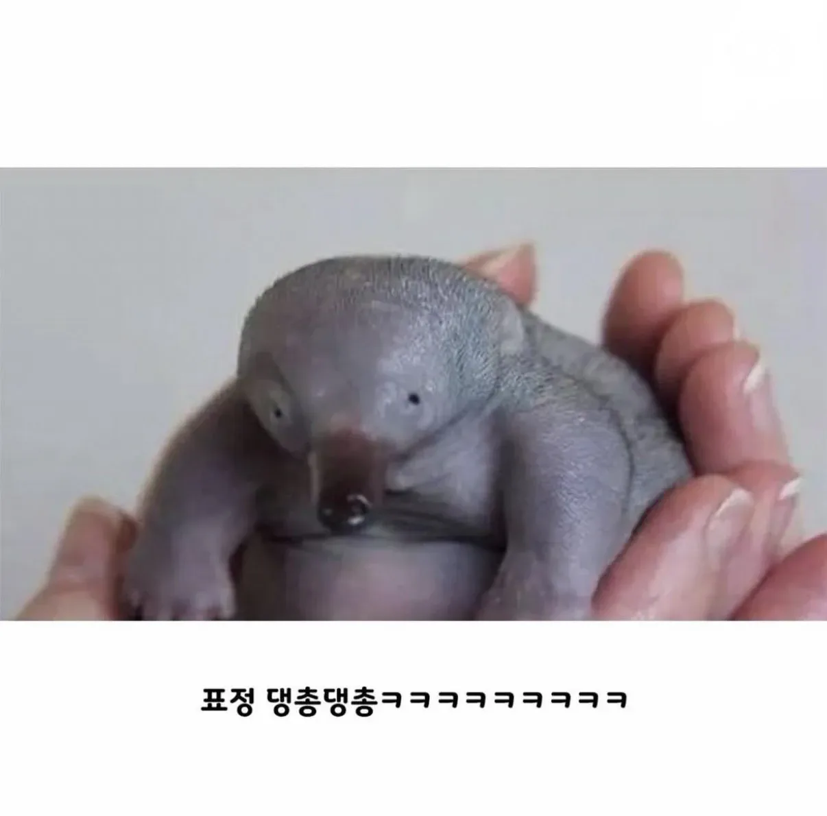 오리너구리 아기 때 모습