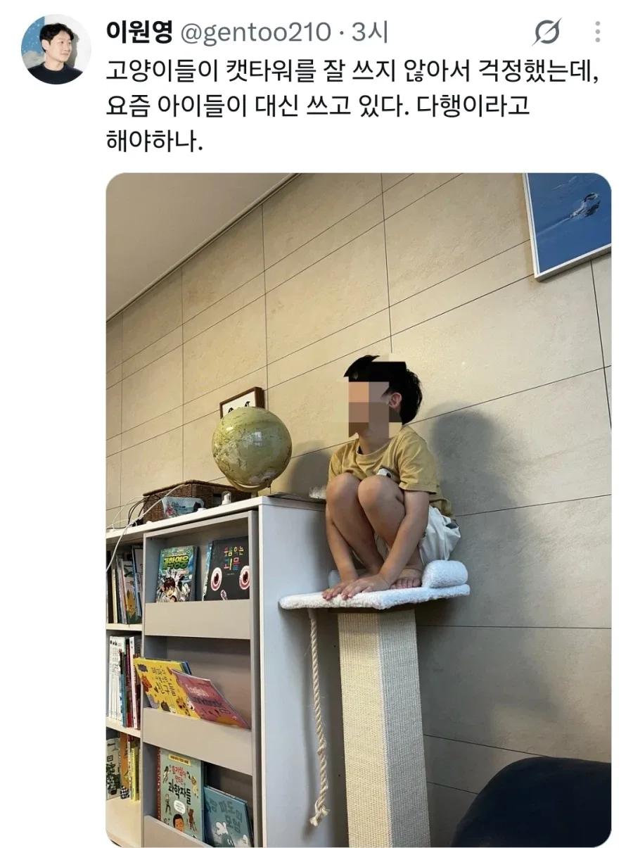 고양이들이 캣타워를 잘 쓰지 않아서 걱정했는데,