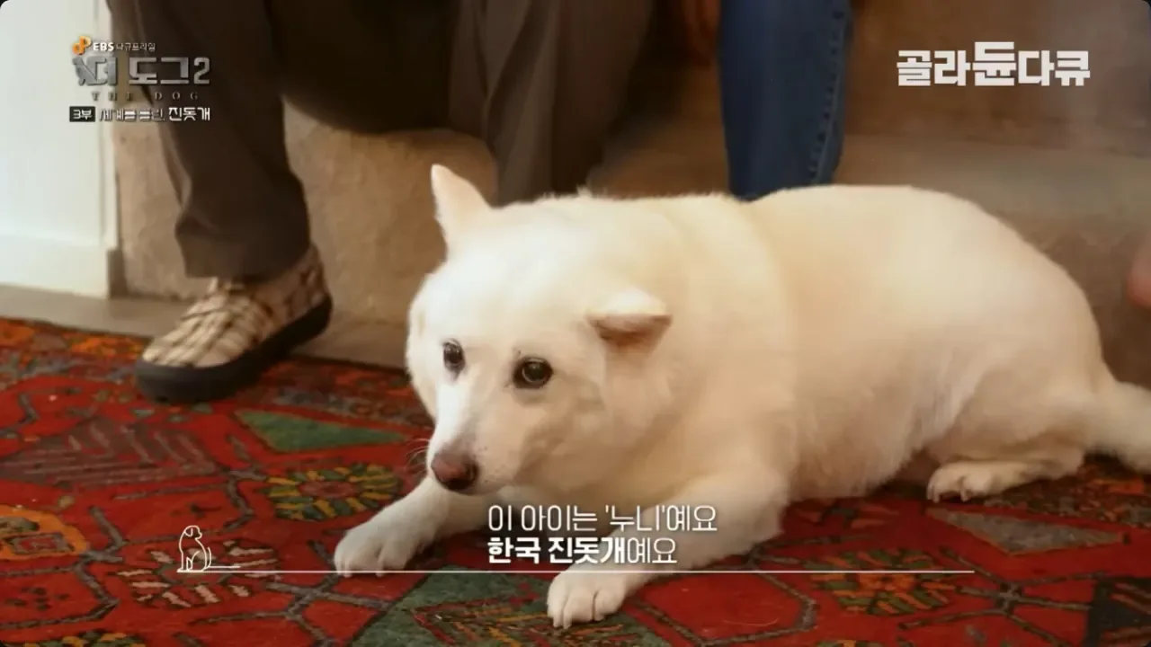 좀처럼 보기 힘들다는 살찐 진돗개.jpg