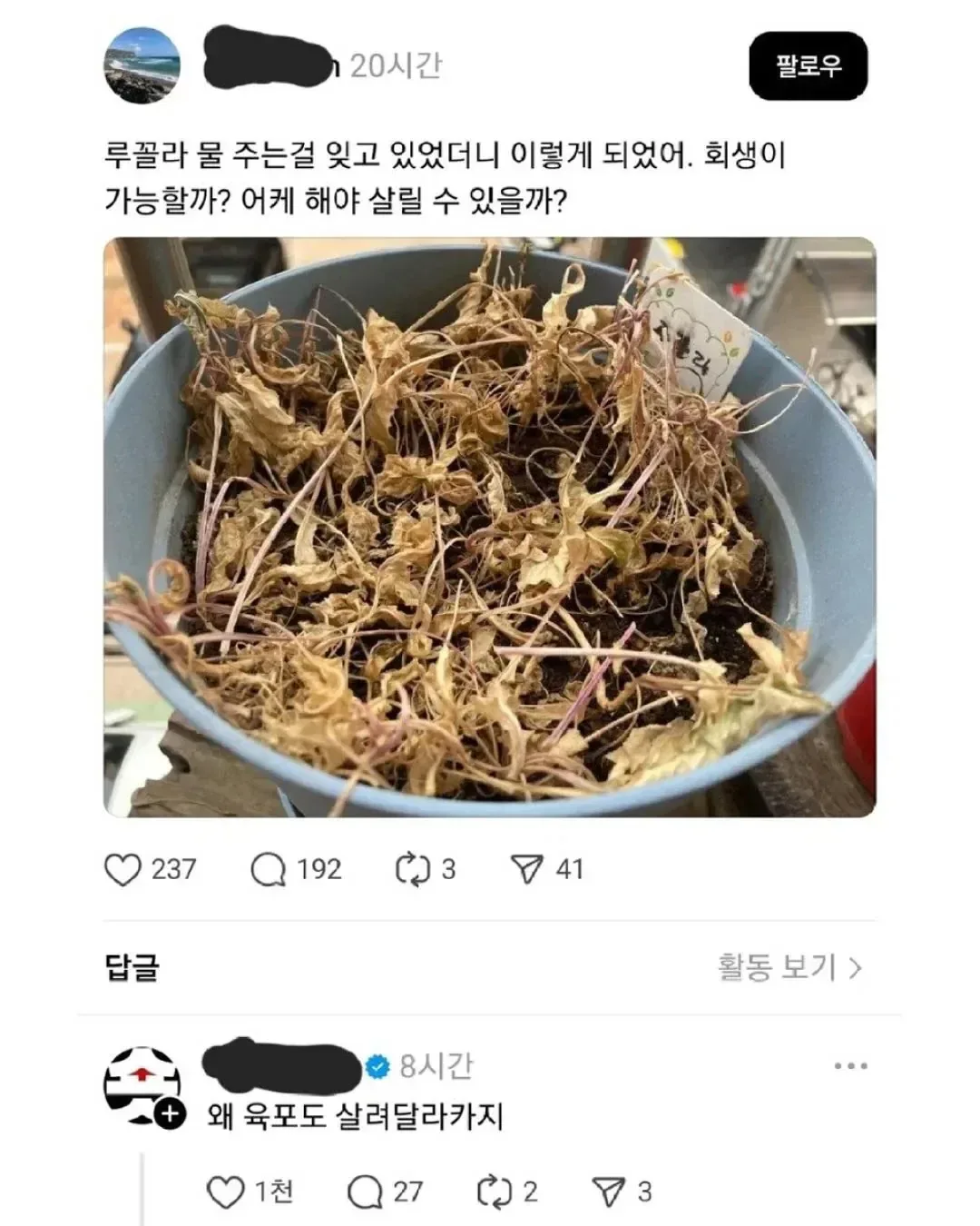 물 주는걸 잊은 루꼴라 어떻게 살리지?