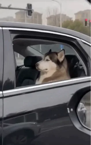 “기사님, 창문 닫아 주세요. 서민과 눈이 마주쳤어요.".gif