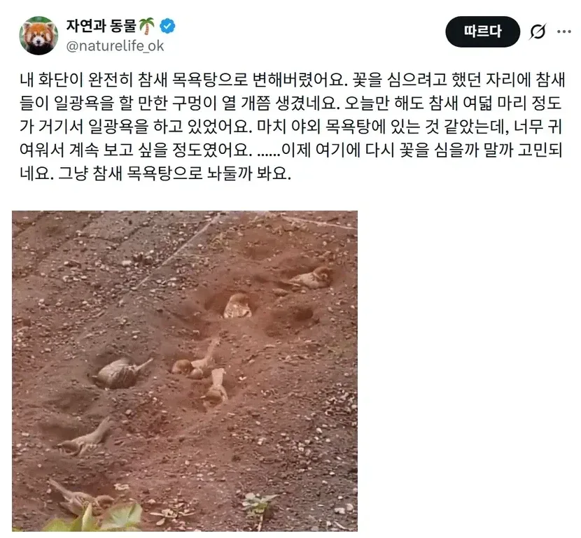 꽃을 심으려고 했던 자리에 참새들이 와서 목욕함