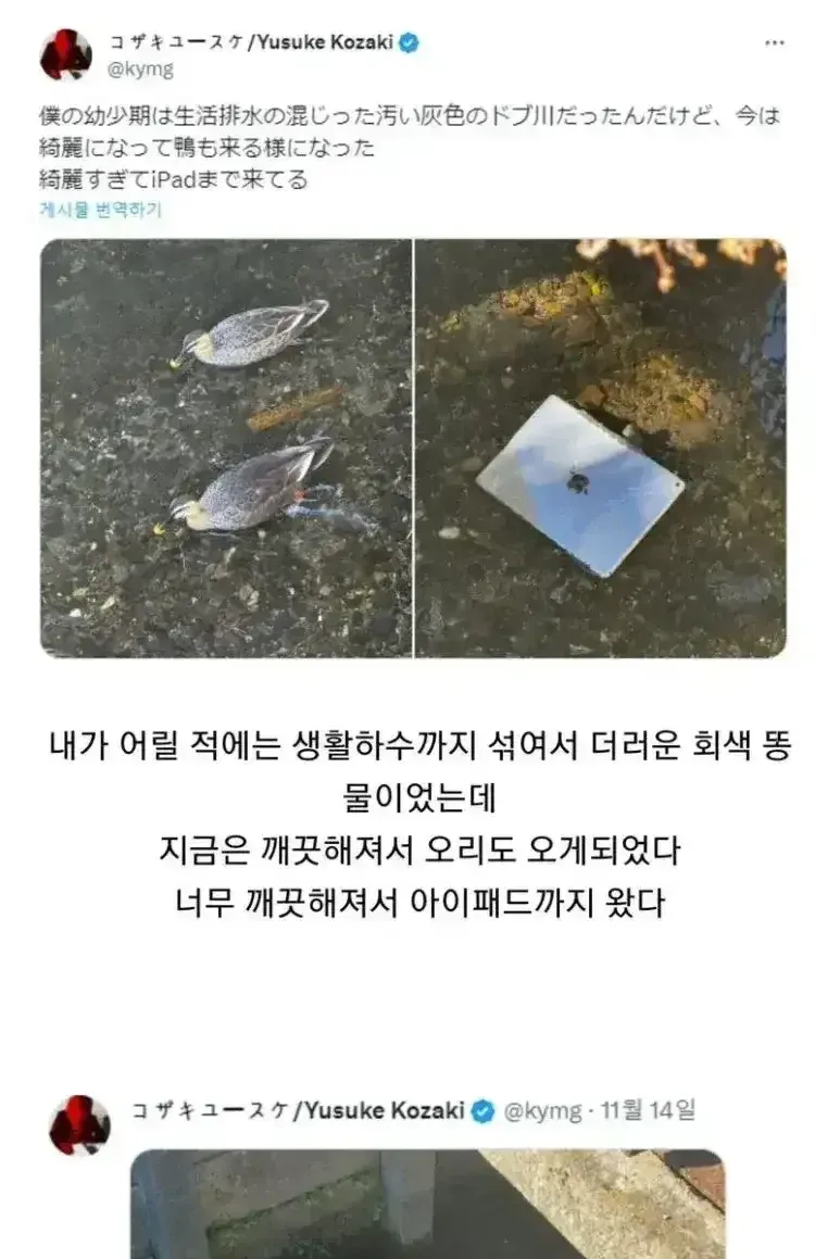 물이 깨끗해지자 보이게 된 것