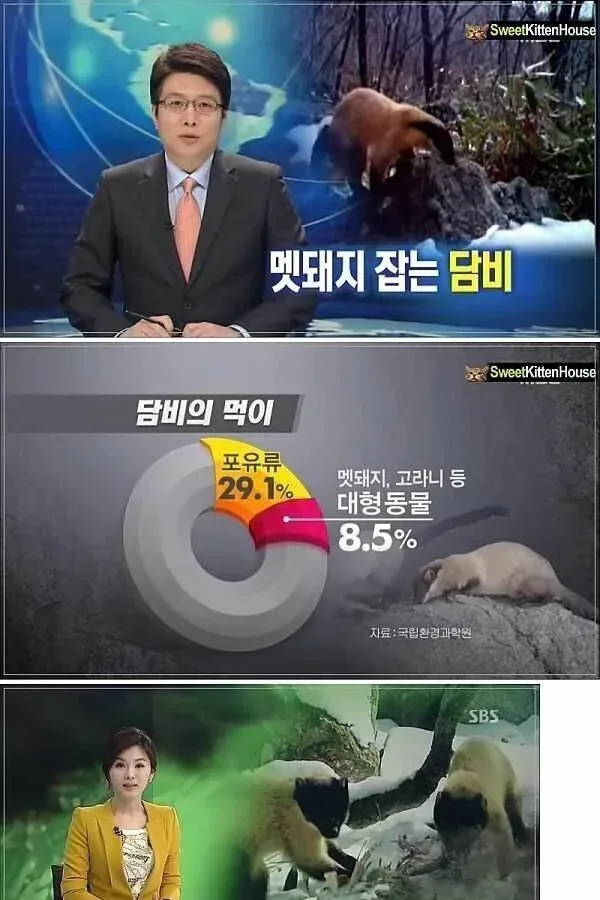 산에 호랑이가 없으면 생기는 일