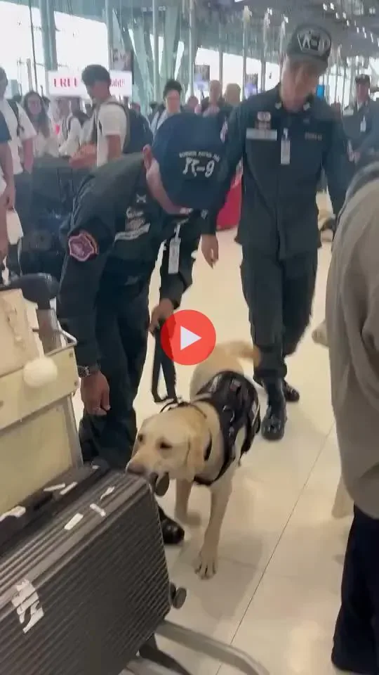 공항 탐지견의 일탈ㅋㅋㅋㅋㅋㅋㅋㅋ