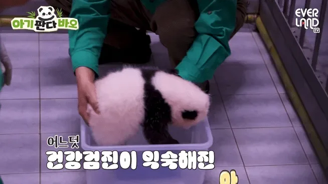 늘 배부른 상태라 얌전한것 같다는 막내바오🐼🍼
