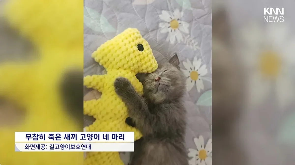 "우울증 때문에..." 새끼고양이 잇따라 죽여, 경찰조사 중에도 입양시도