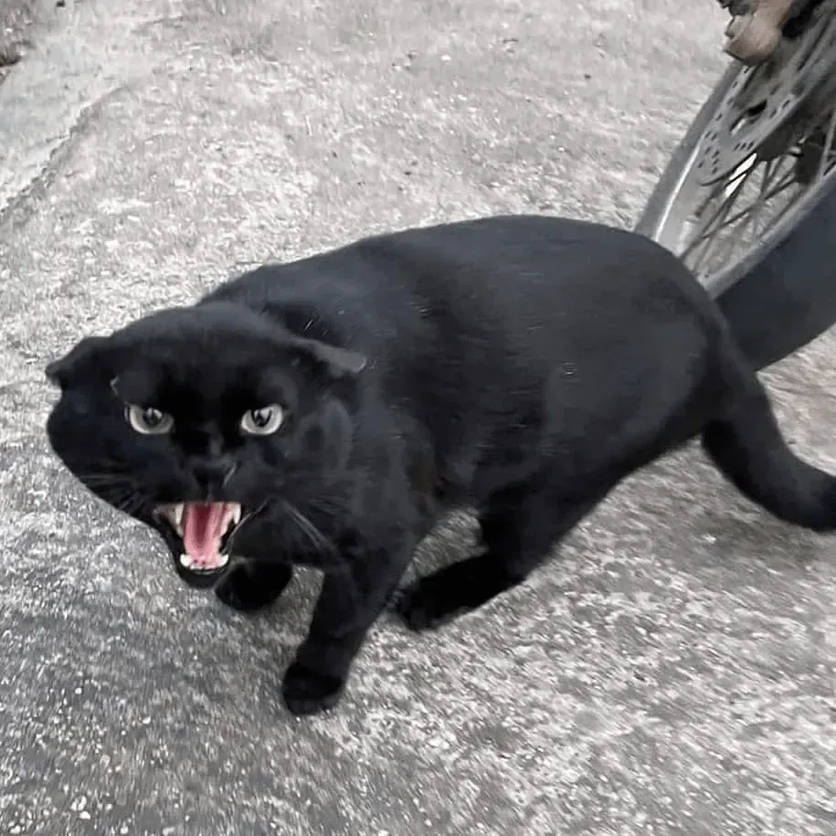 싸가지 없는 고양이 함락시키기.jpg