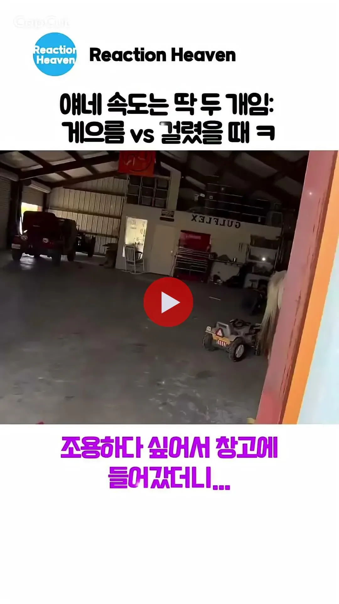 사료 털다가 걸리니까 후다닥 튀는 견마 mp4