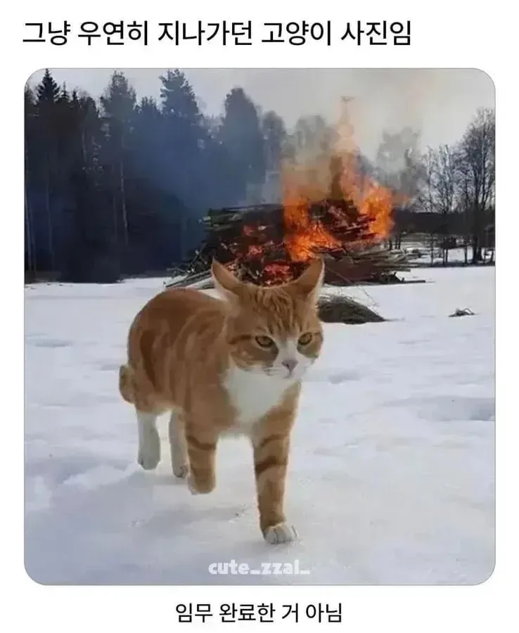 오해 하지마세요 그냥 지나가는 고양이 입니다