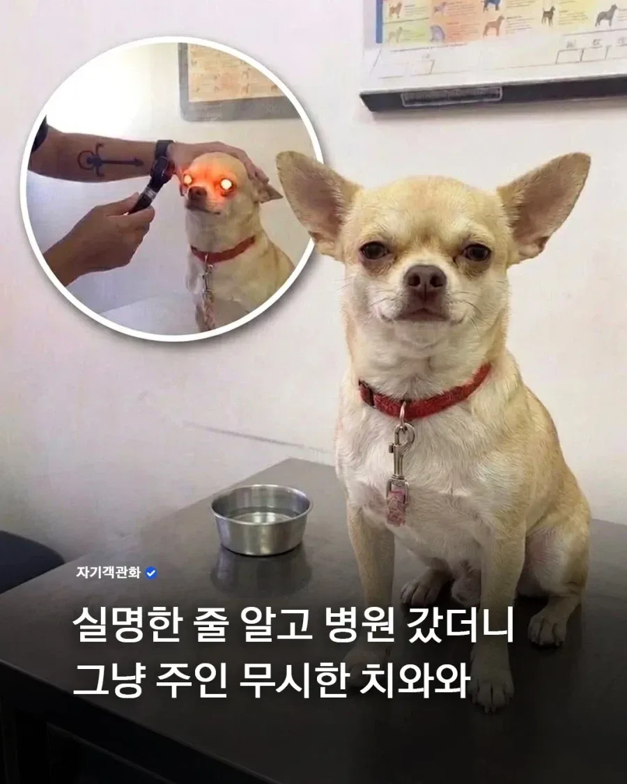 실명인 줄 알고 병원 데려간 치와와