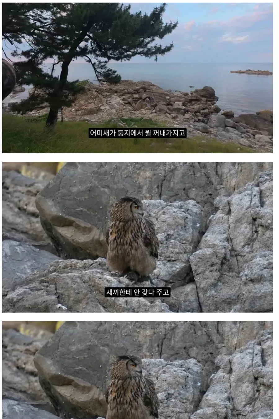 고양이 낚아채가는 수리부엉이… 캣맘 발작하는 이유