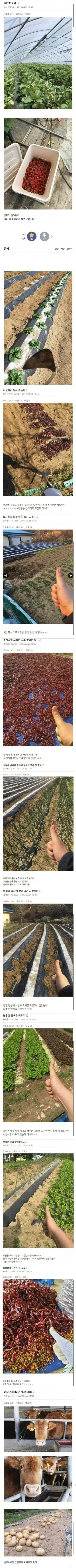 전설의 딸기밭 공익