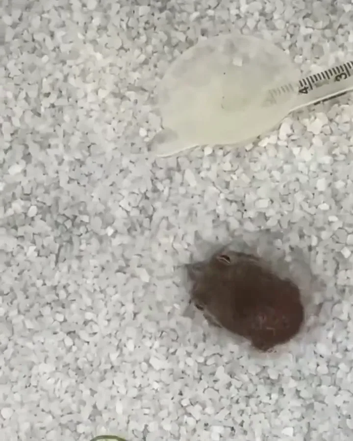 아기 오징어가 위장하는 방법