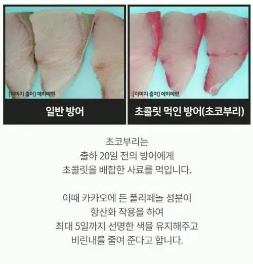 어떤 생선이 출하전에 먹는 음식