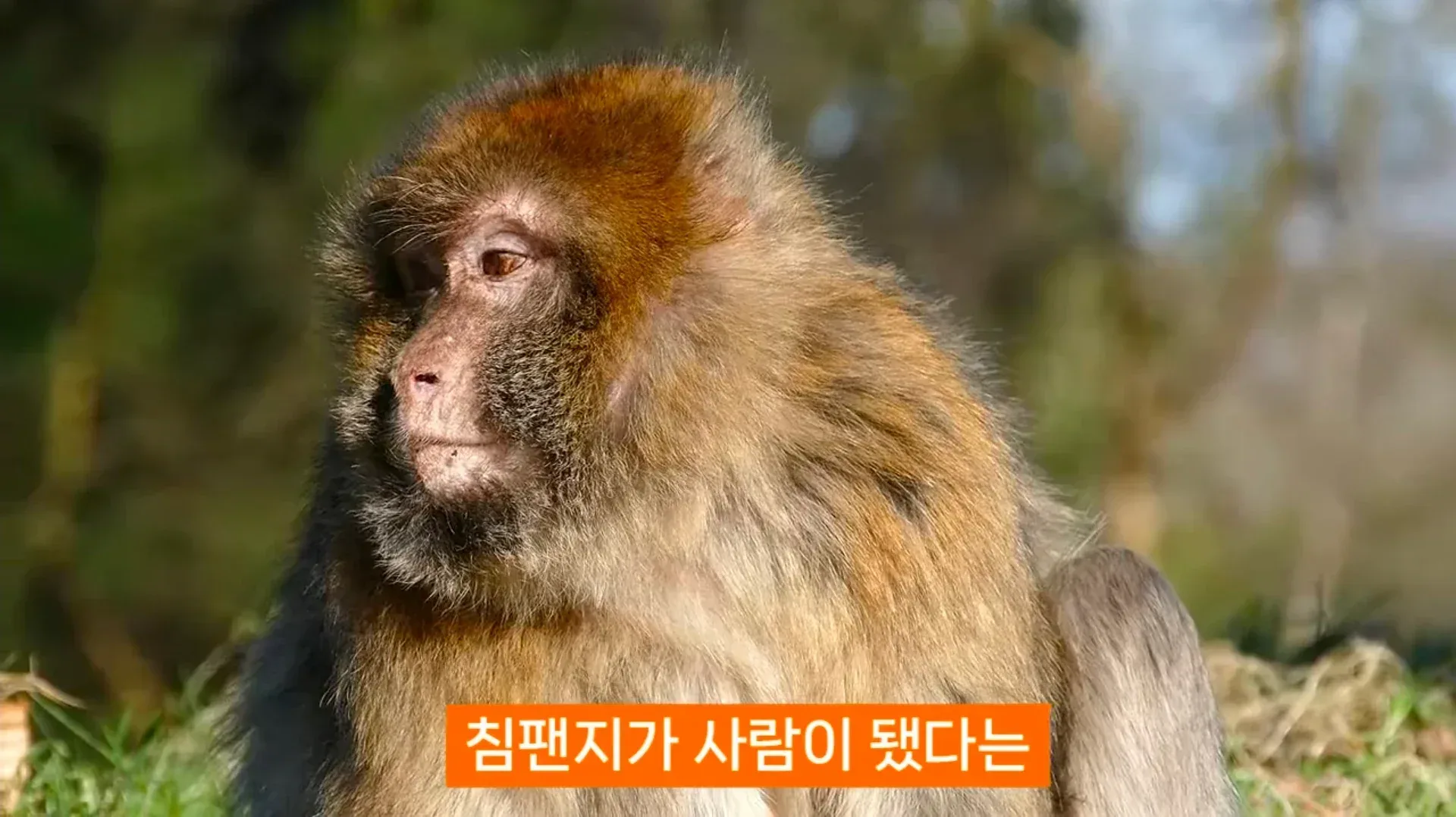 진화론을 믿지 않는 박진영