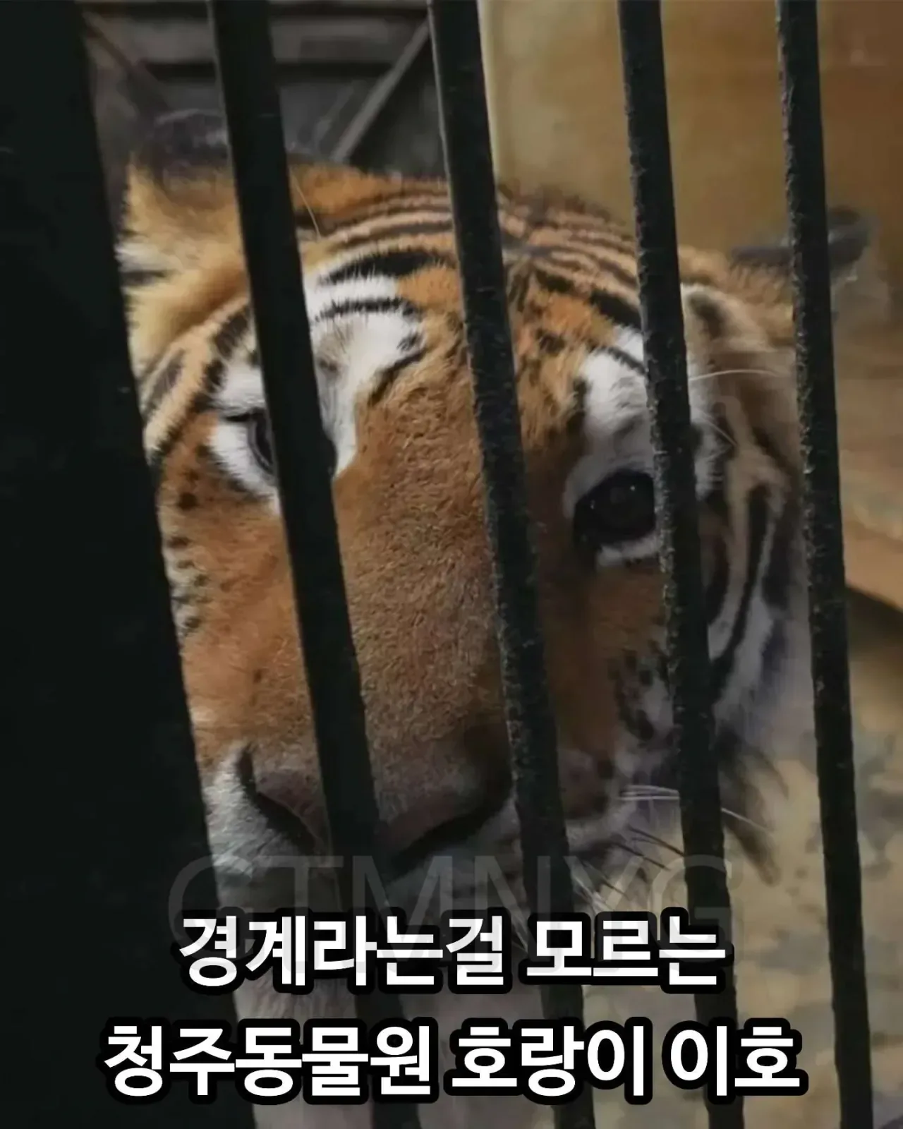 사람 좋아하던 청주동물원 호랑이 이호.jpg