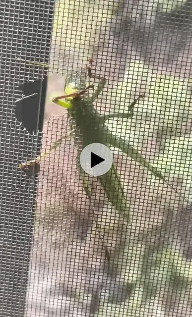 방충망에 항상 구멍이 났던 이유.gif