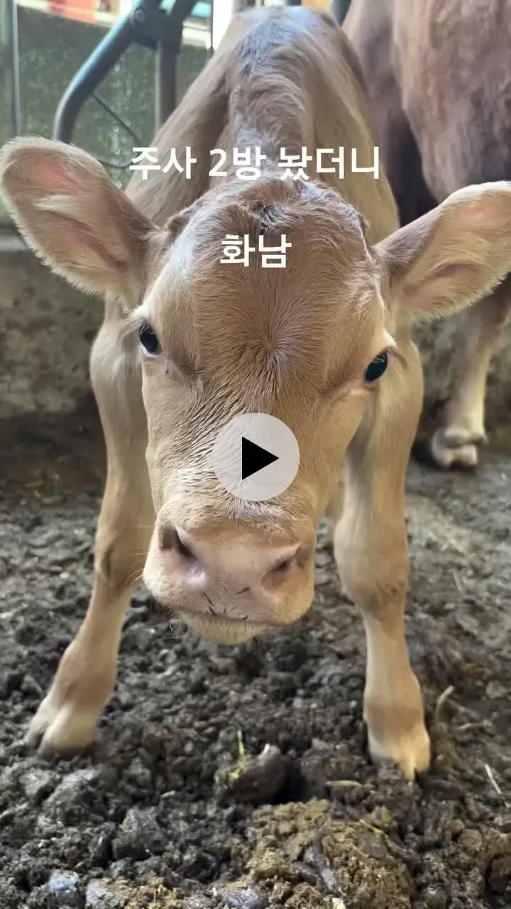 화가 많이 난 송아지.gif