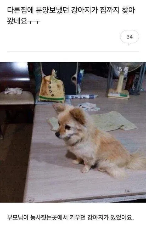 입양 보냈던 강아지가 제 발로 돌아왔다.jpg