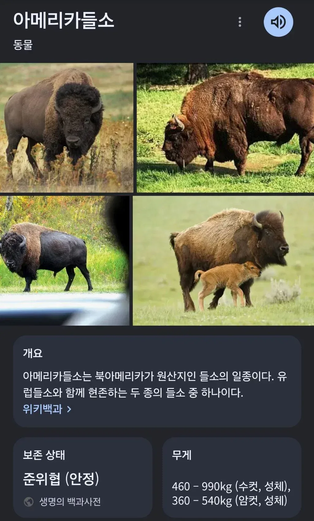 목격자 "설인이 춤추면서 다가오는 줄 알았어요"