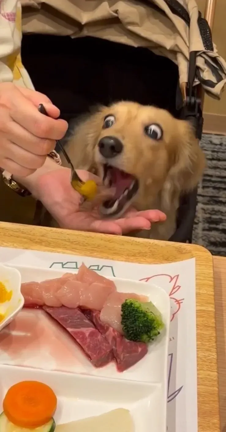 멍멍이 전용 삼겹살을 맛본 개의 표정