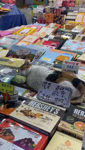 만지지마세요 진짜 고양이임.gif