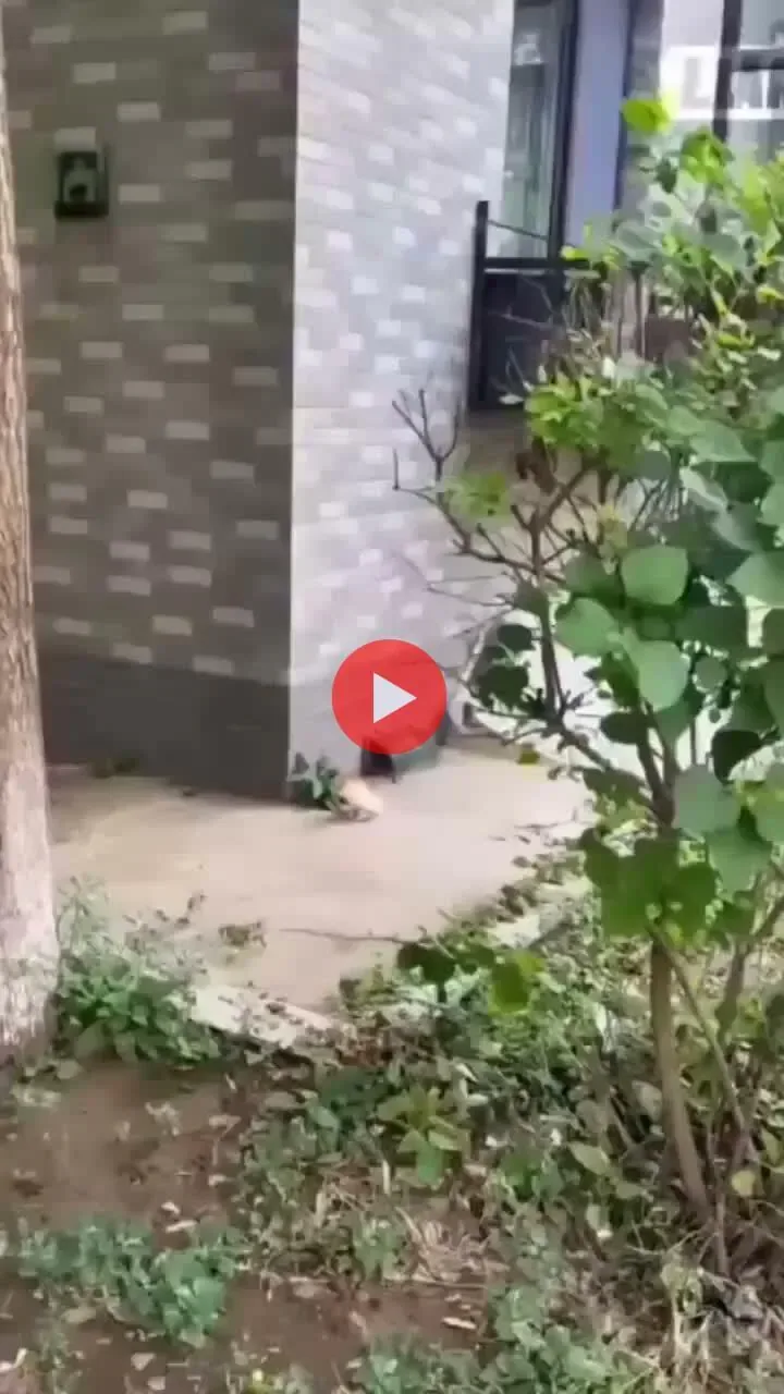 잃어버린 아기 냥이 찾은 엄마 냥이 ㅋㅋㅋ