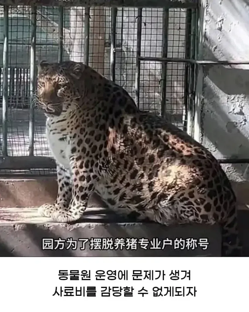 황당한 중국 동물원 대참사
