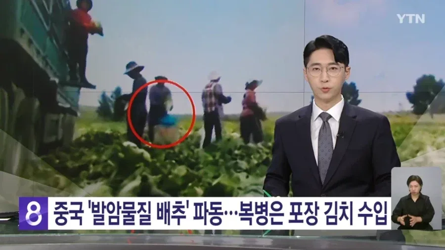중국 '발암물질 배추' 파동