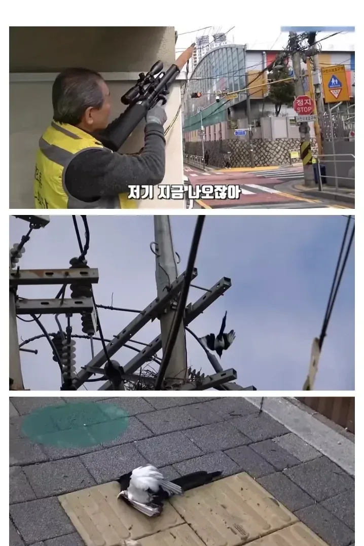 전기줄 위의 새를 잡는 저격수